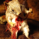 Illustration for article titled Interview: Minnesota Association Of Rogue Taxidermists
